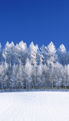 снег деревья snow trees