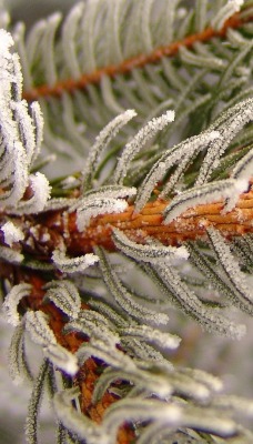 природа снег зима ель nature snow winter spruce