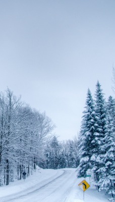 дорога зима деревья road winter trees