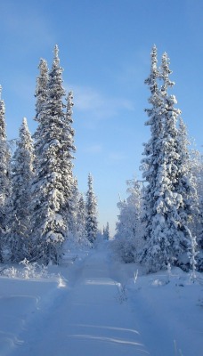 ели снег зима ate snow winter