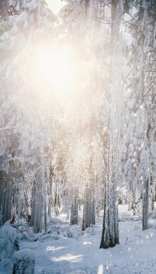 снег лес лучи snow forest rays