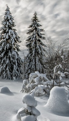 природа деревья снег зима небо nature trees snow winter the sky