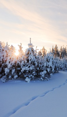 природа снег зима деревья nature snow winter trees