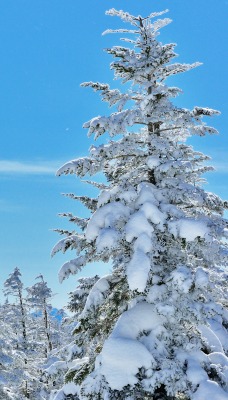 ели гора снег зима ate mountain snow winter