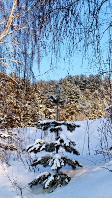 снег березы зима snow birch winter