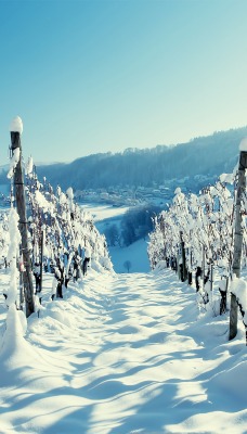 снег плантация snow plantation