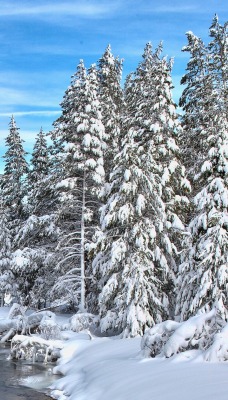 снег зима ели речка snow winter ate the river