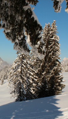 зима снег ели горы winter snow ate mountains