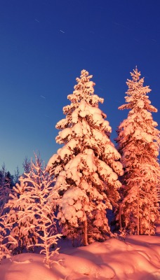 зима снег деревья winter snow trees