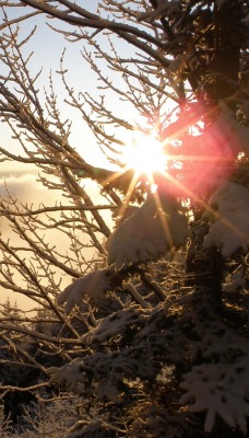 природа деревья солнце nature trees the sun