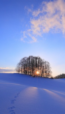 снег рассвет зима snow dawn winter