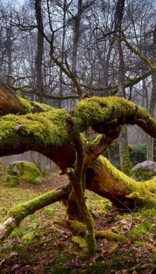 лес мох дерево forest moss tree