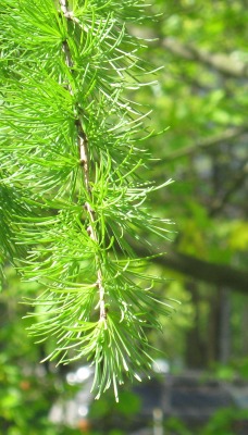 ветка зелень лето branch greens summer