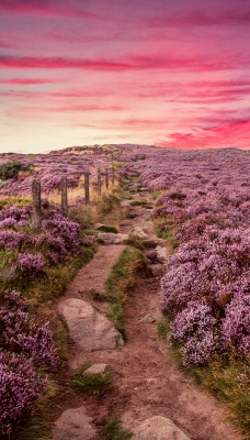 природа поле цветы горизонт небо nature field flowers horizon the sky