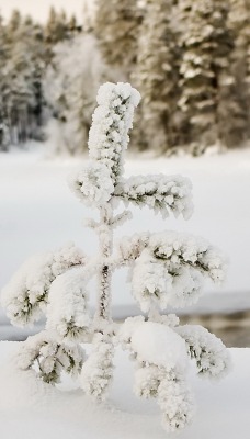 снег ель зима snow spruce winter