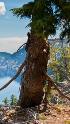 горы озеро деревья корни mountains the lake trees roots