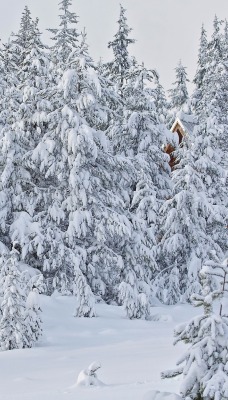 снег ели деревья snow ate trees