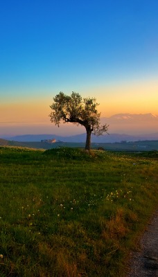 дерево дорога поле холмы tree road field hills