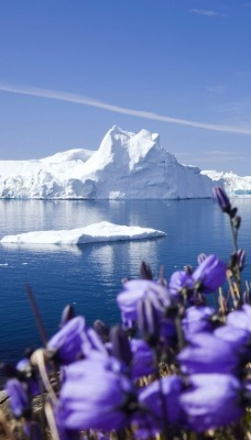 ледник айсберг цветы
