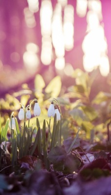 природа цветы подснежники nature flowers snowdrops