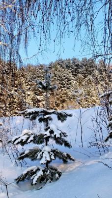 снег зима береза snow winter birch