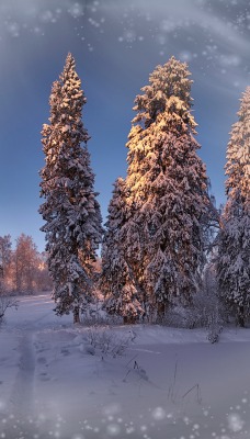 природа деревья зима снег