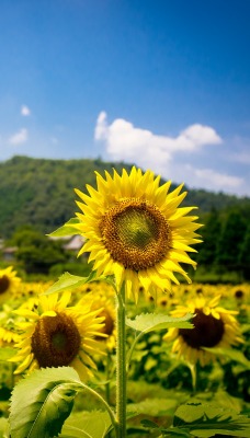 подсолухи поле podsolnuhi field