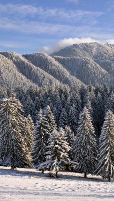 ели горы снег зима ate mountains snow winter