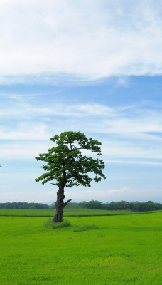 поле зелень лето field greens summer