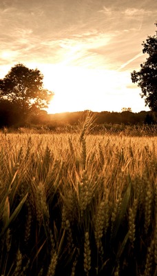 рожь закат rye sunset