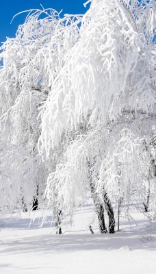 природа снег деревья