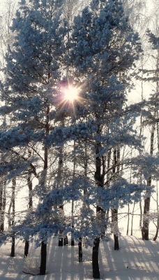 лучи ели снег зима rays ate snow winter