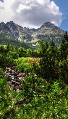 природа горы скалы деревья небо облака nature mountains rock trees the sky clouds