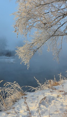 снег речка береза snow the river birch