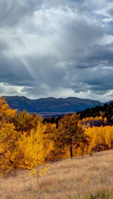 природа деревья осень облака небо