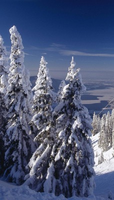 зима горы снег ели winter mountains snow ate