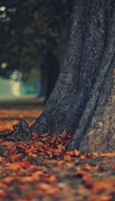 осень листья дерево autumn leaves tree