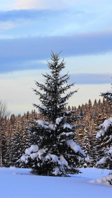 зима снег ели winter snow ate