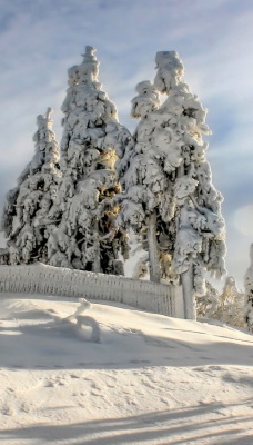 снег ели зима snow ate winter