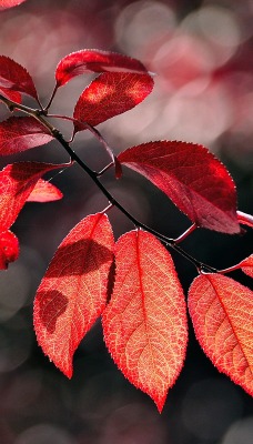 ветка листья красные осень branch leaves red autumn