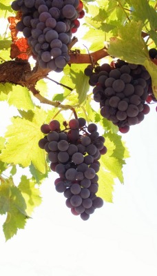 природа еда деревья виноград