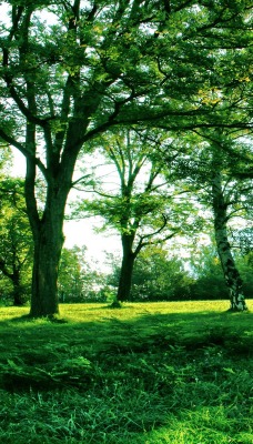 деревья лучи просвет зелень лето