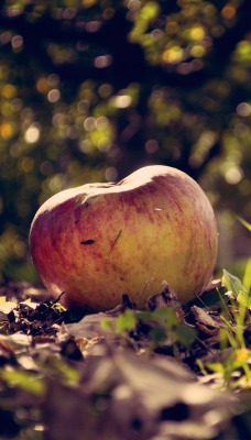 яблоко трава Apple grass