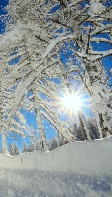 природа снег зима деревья nature snow winter trees