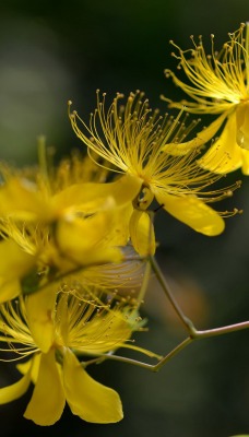 цветы макро желтые