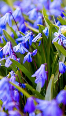 природа цветы синие подснежники