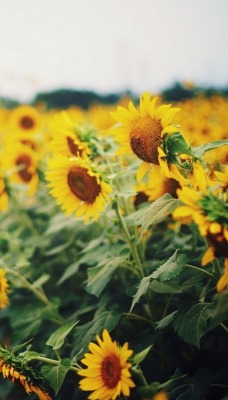 подсолнухи поле sunflowers field