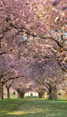 цветение деревья сад flowering trees garden