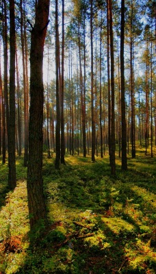 лес деревья лучи forest trees rays