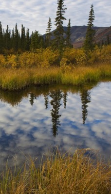 болото отражение трава swamp reflection grass